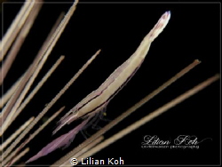 L I N E A R
sea urchin needle shrimp by Lilian Koh 